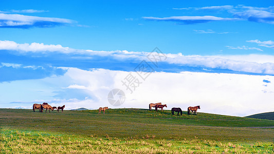 内蒙古牧场内蒙草原上自由自在的马背景