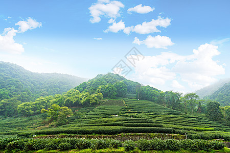 蒲公英根茶茶山背景