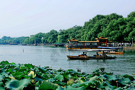 雨后荷花杭州西湖背景