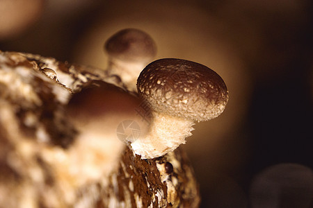 香菇椴木花菇高清图片