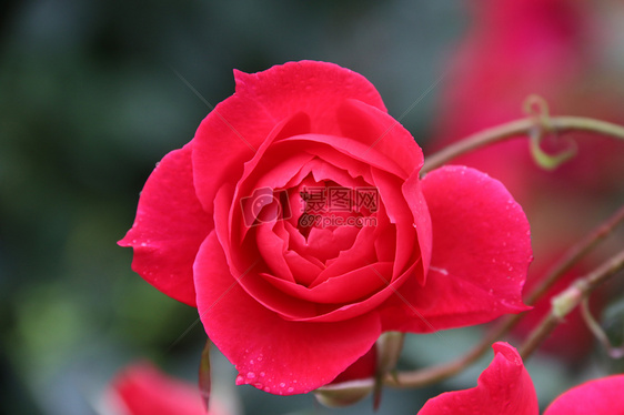 月季花 花蕾图片