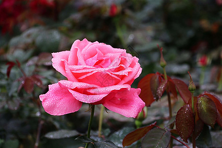 淡粉色玫瑰花蕾月季花 花蕾背景