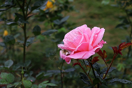 黄色水珠月季花 花蕾背景