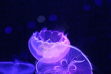 深海水母水母  海洋生物背景