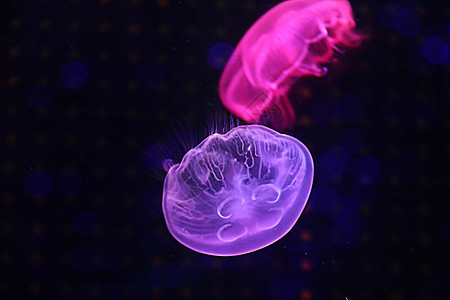 水母  海洋生物背景图片