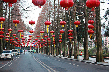 杉树 蓝天 红灯笼图片