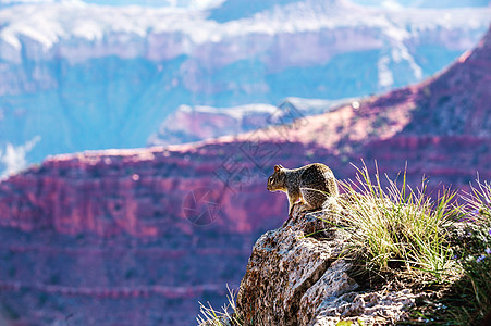 美国大峡谷公园的小松鼠图片