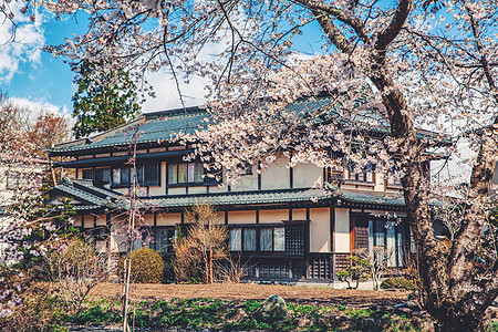 京都樱花日本的寺庙背景