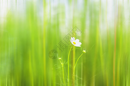 唯美白色野花背景图片