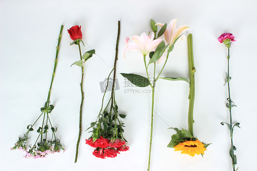 不同品种鲜花单支花材摄影图片免费下载_花草