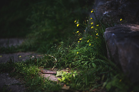 黑暗童话童话小花背景