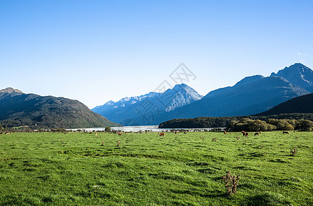 新西兰牧场新西兰南岛草原背景