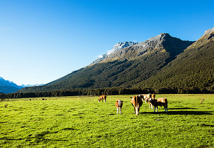 新西兰地图新西兰南岛草原上的牛羊背景