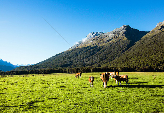 新西兰南岛草原上的牛羊图片