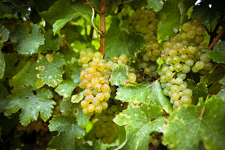 新西兰水果新西兰葡萄酒庄里的葡萄背景