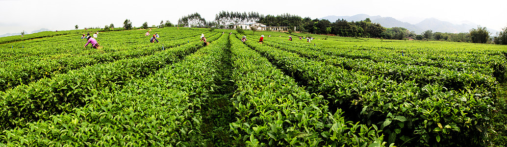 茶园茶叶茶叶肥芽高清图片