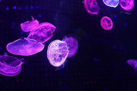 水母  海洋生物高清图片