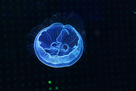 发光水母水母  海洋生物背景