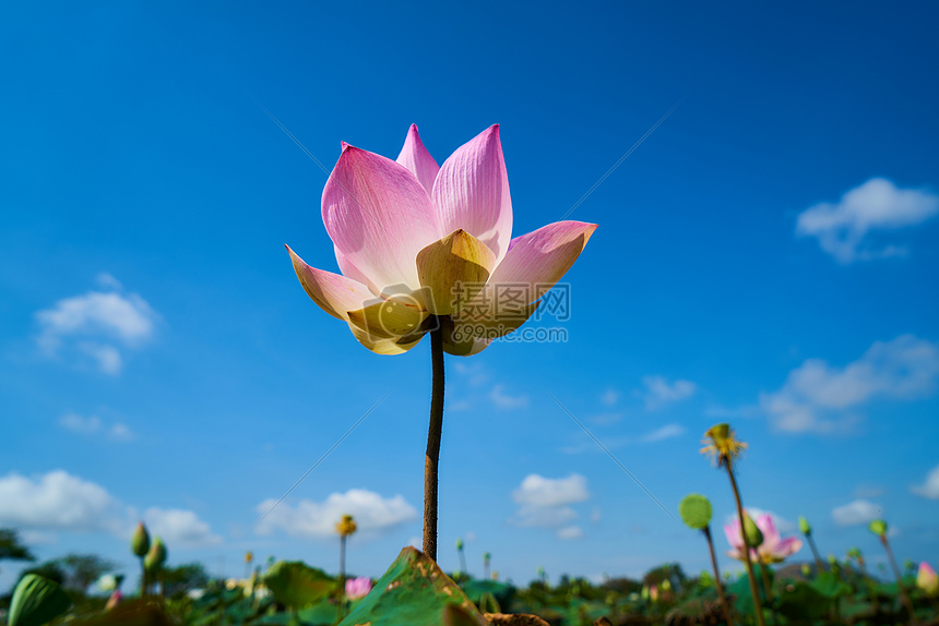 白莲花