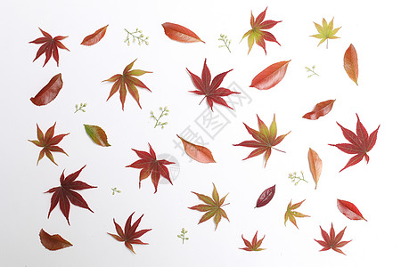 树叶插画创意枫叶造型背景