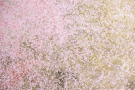 樱花落地铺满背景素材图片