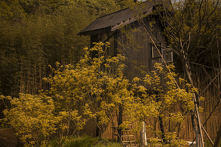 暖黄色的林中小楼图片