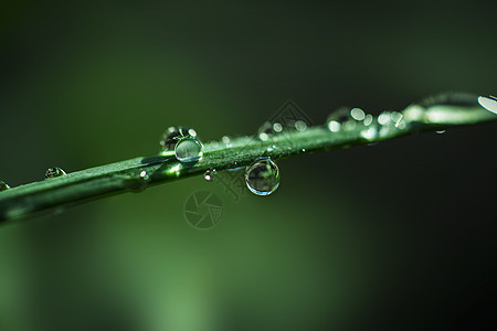 水滴晶莹微距露水草高清图片