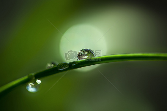 水滴晶莹图片