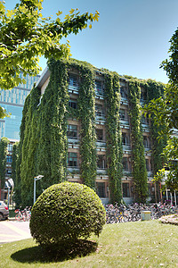 夏天植物元素长满爬山虎的教学楼背景