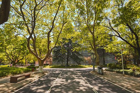 开学元素大学里的林荫道背景