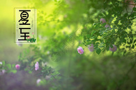 夏至（原创）图片