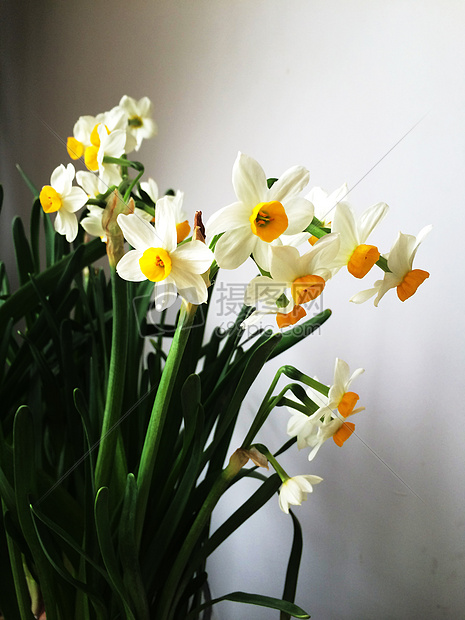 水仙花