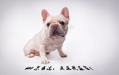 可爱狗520单身狗设计图片