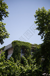夏天植物元素长爬山虎的教学楼背景