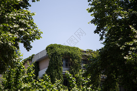 夏天植物元素长爬山虎的教学楼背景