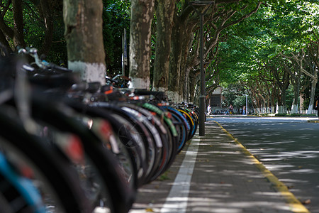 大学里的林荫道图片