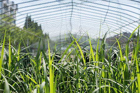 夏天植物元素植物实验棚背景