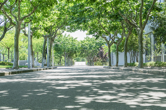 毕业季配图校园林荫道