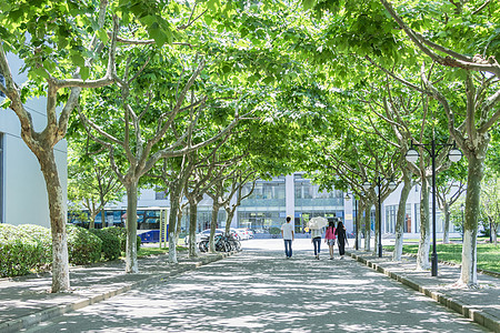 清新文艺毕业季大学校园林荫道背景