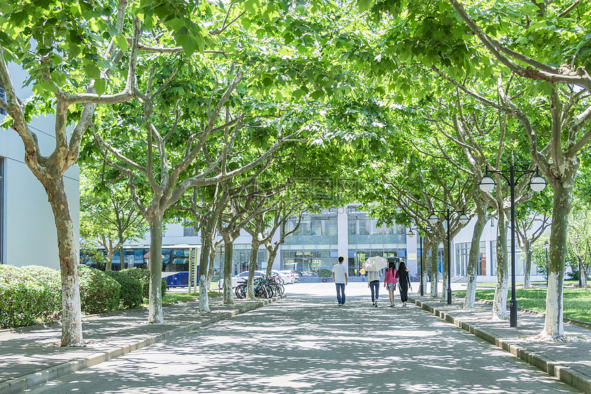 毕业季大学校园林荫道