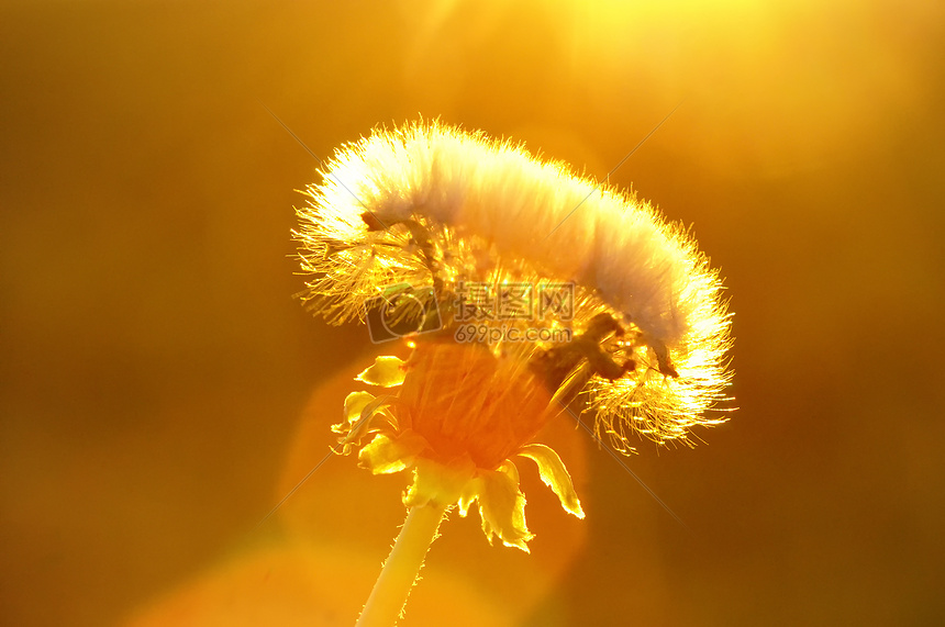 花朵逆光背景素材图片