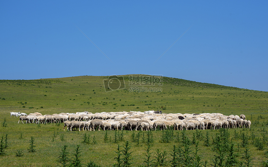 草原的羊群图片