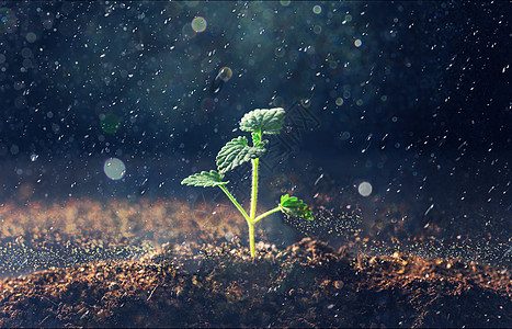 雨天上班雨天从土地里长出的嫩芽设计图片