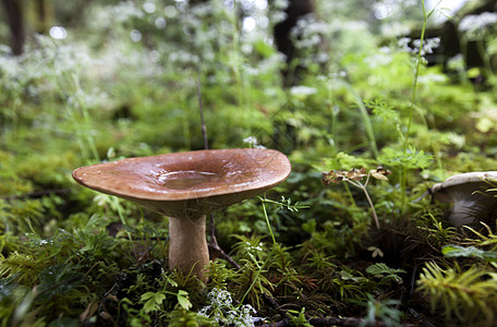 野生森林雨中蘑菇背景