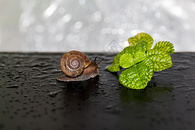 蜗牛与植物图片