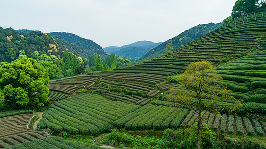 航拍梅家坞绿色茶园图片