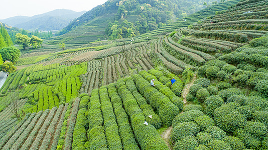 清新文艺航拍梅家坞绿色茶园背景