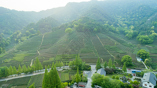 航拍梅家坞绿色茶园图片