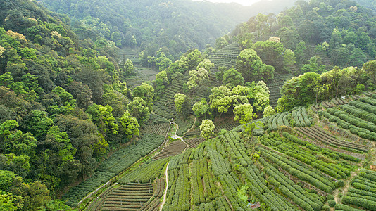 航拍梅家坞绿色茶园图片