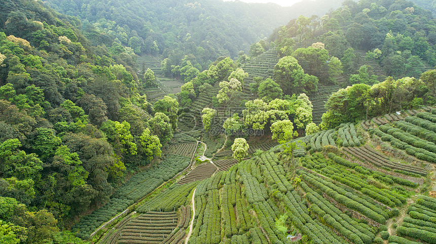 航拍梅家坞绿色茶园图片